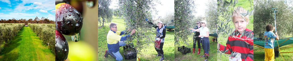 Picking-for-EVOO